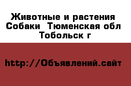 Животные и растения Собаки. Тюменская обл.,Тобольск г.